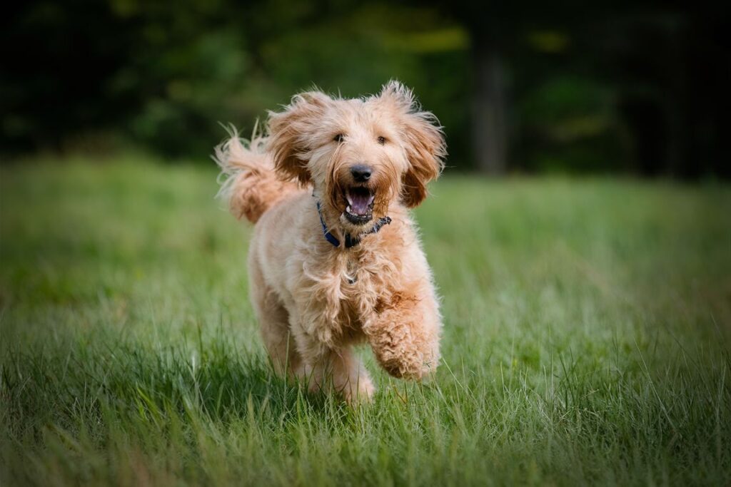 Goldendoodles Aggressive