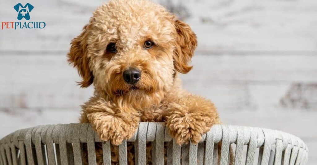 F2B Mini Goldendoodle