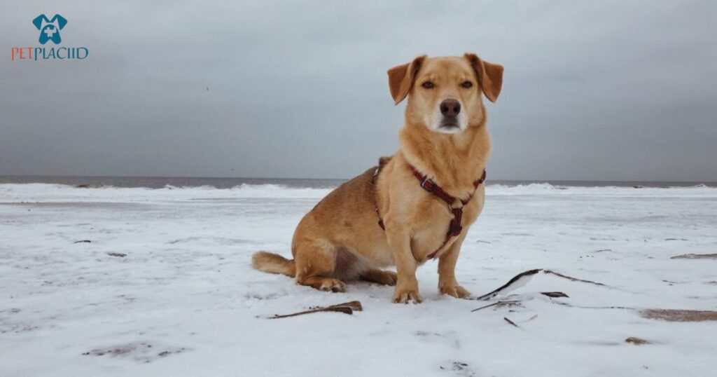 Dachshund (22)