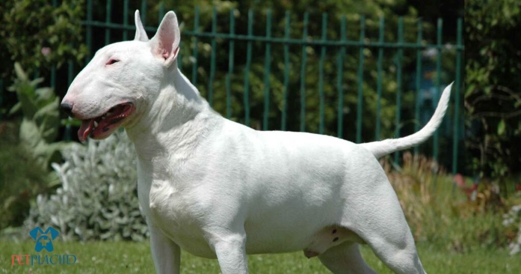 English Bull Terrier