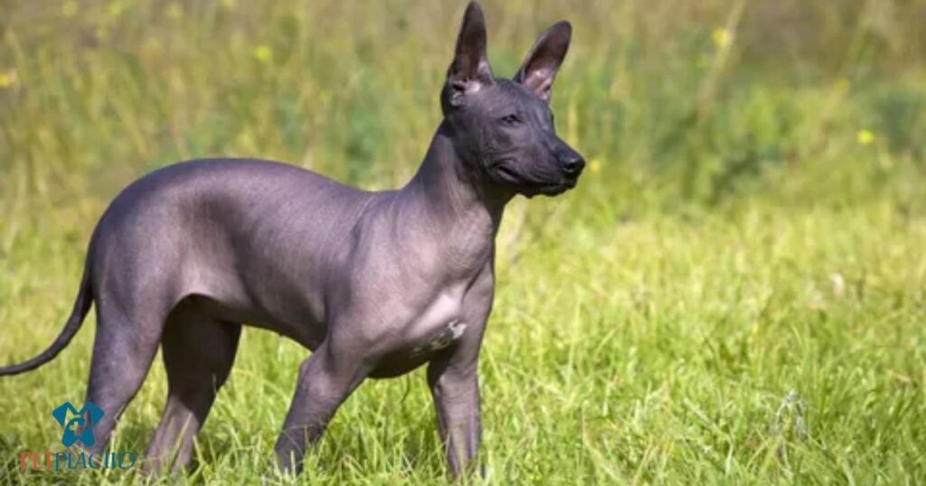 Mexican Hairless