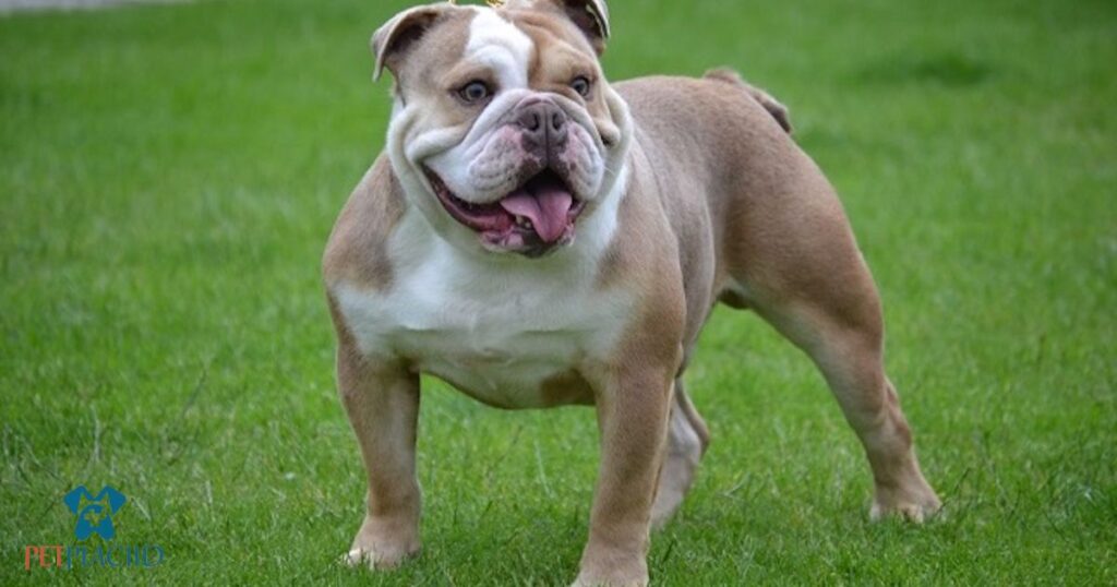 Bulldog