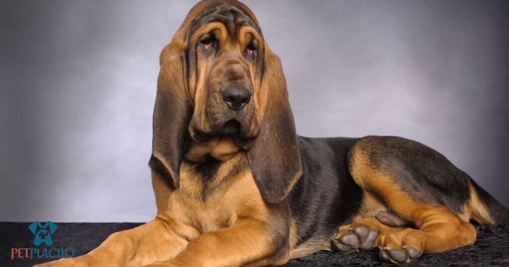  Bloodhound