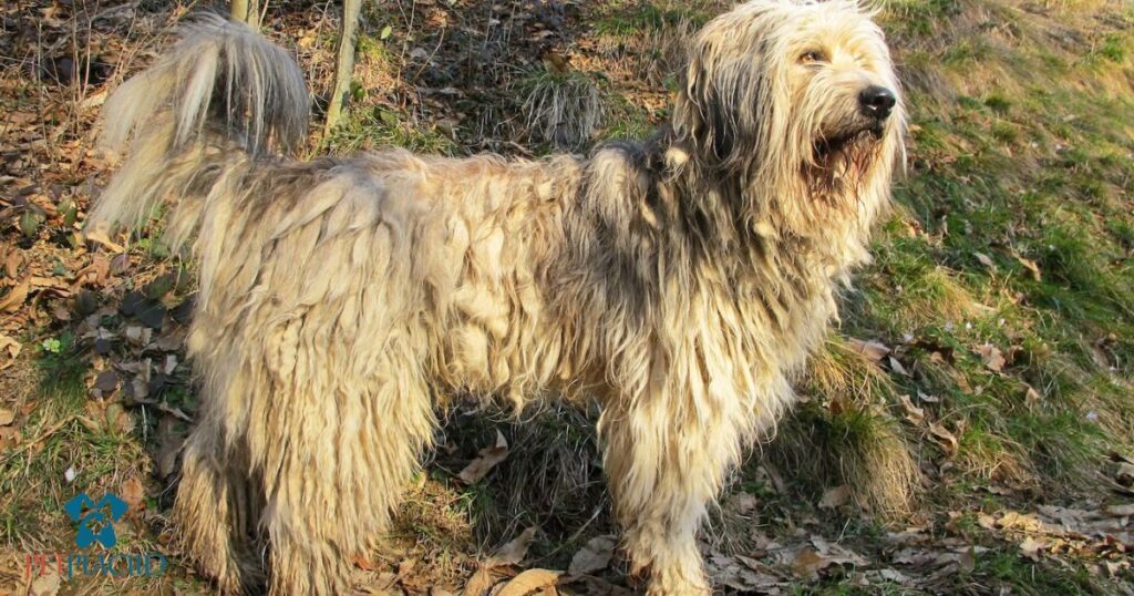 Bergamasco Sheepdog