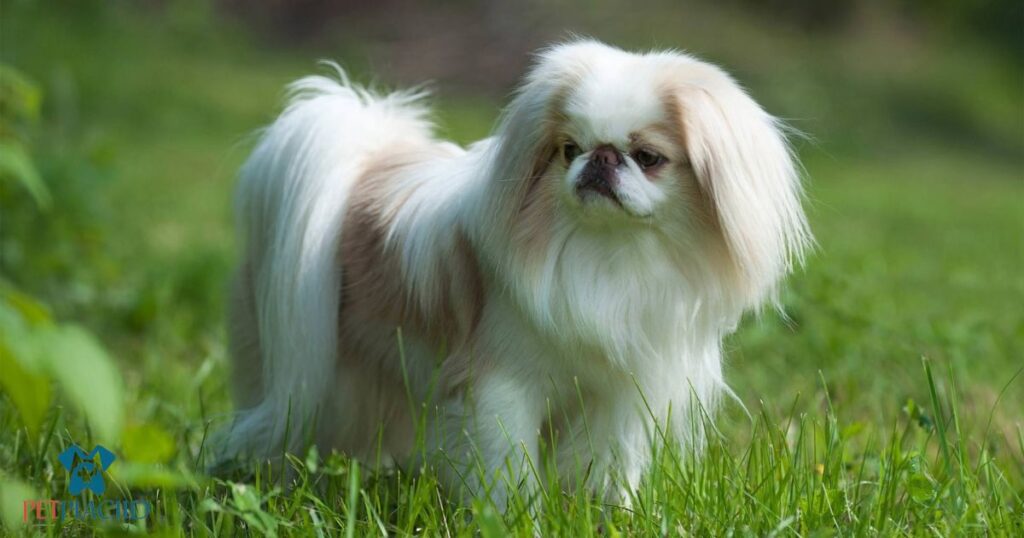 Japanese Chin