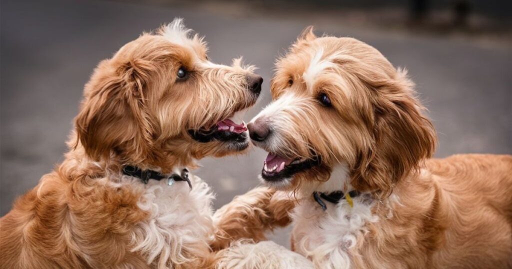 Goldendoodle breed