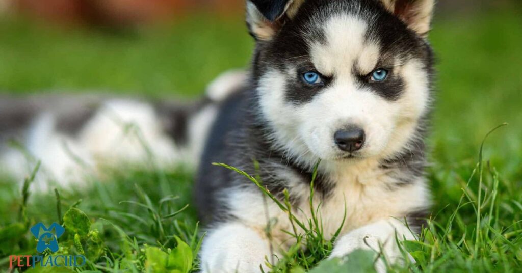 Goldendoodle Husky