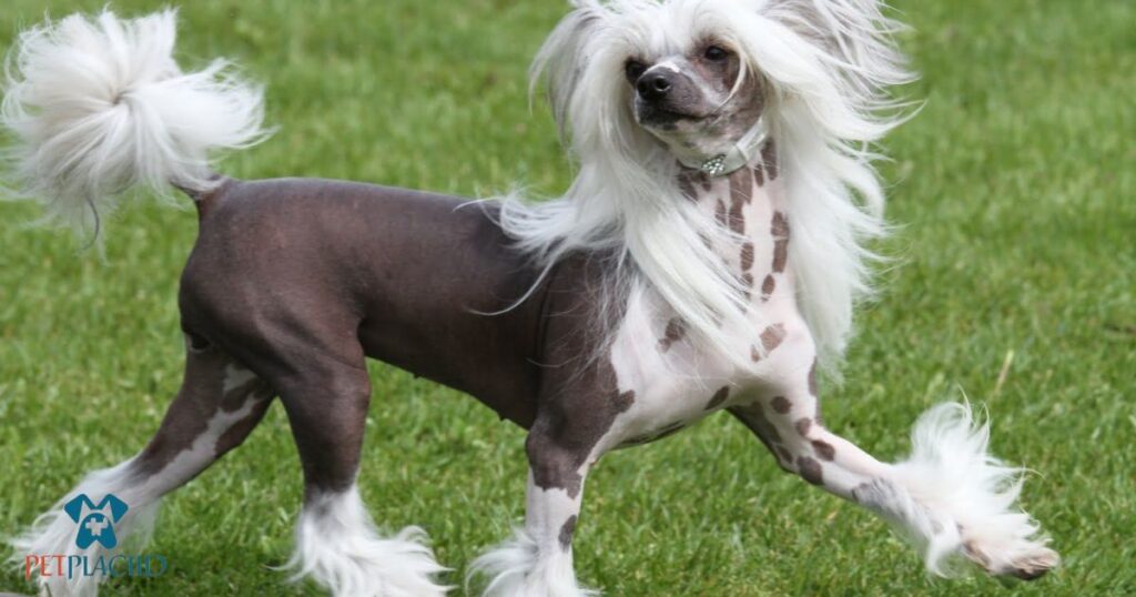 Ugly Dog Breeds