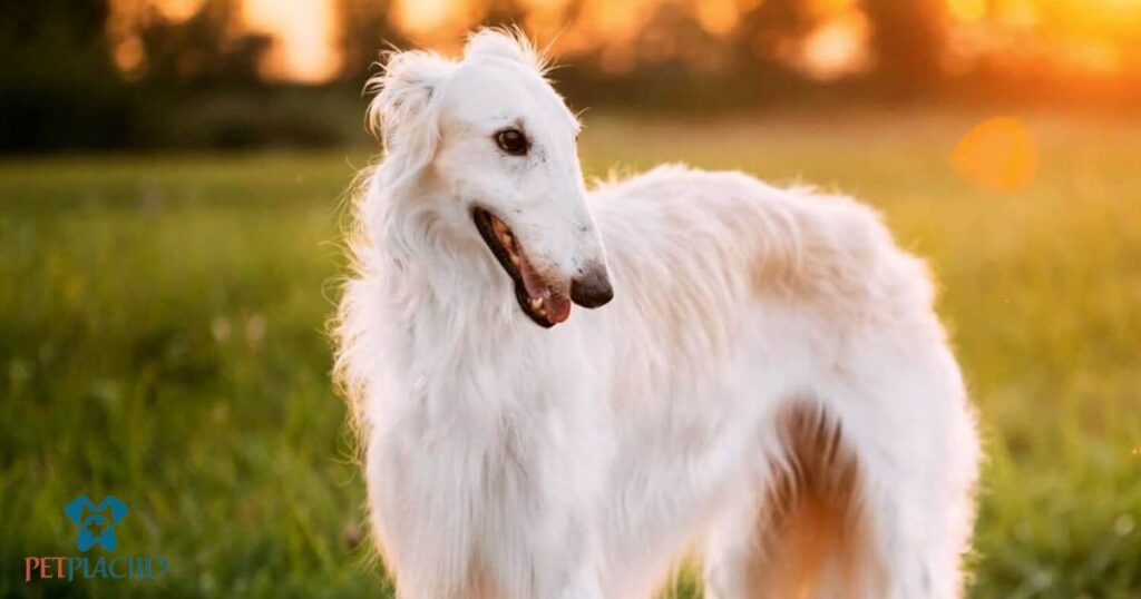 Borzoi