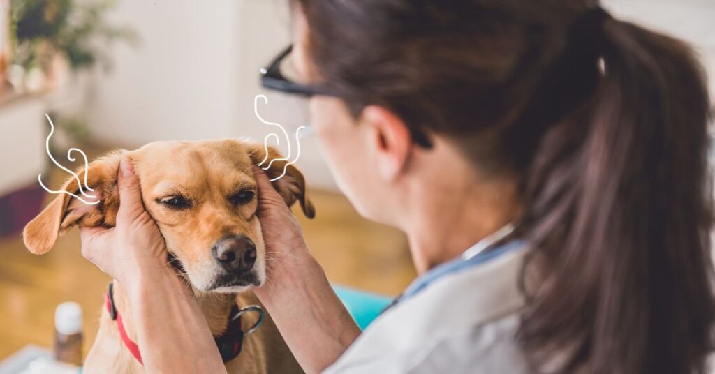 Common Causes of Ear Infections in Dogs