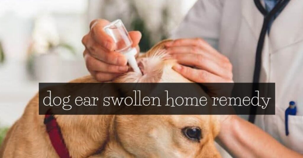 How to Safely Drain a Dog Ear Hematoma at Home