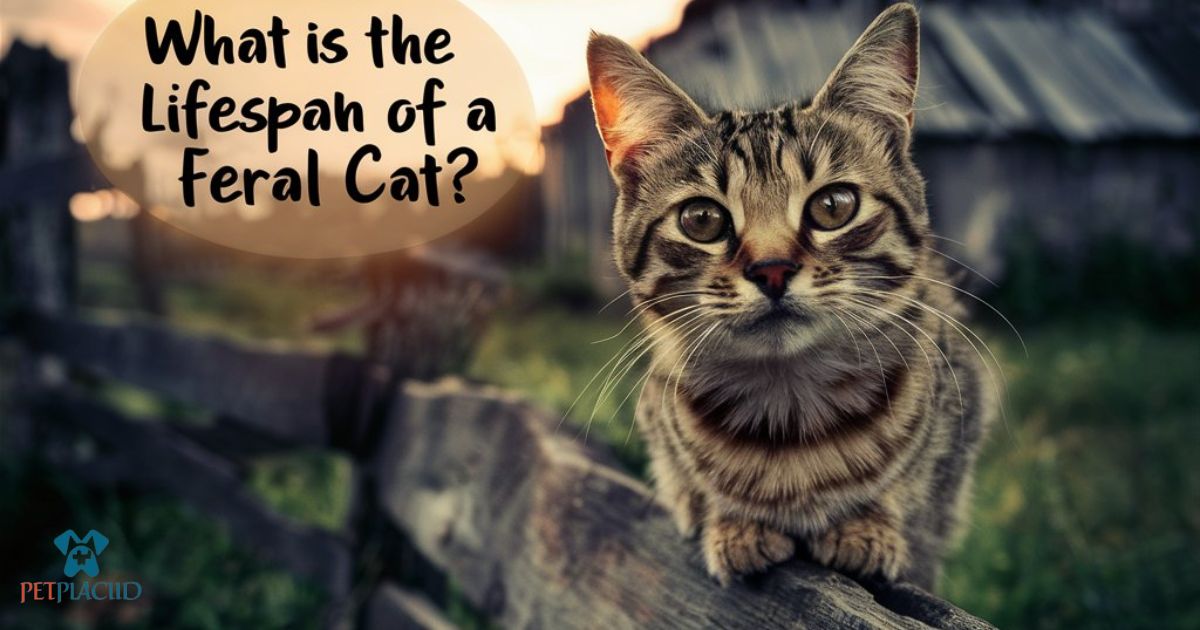 lifespan of feral cat