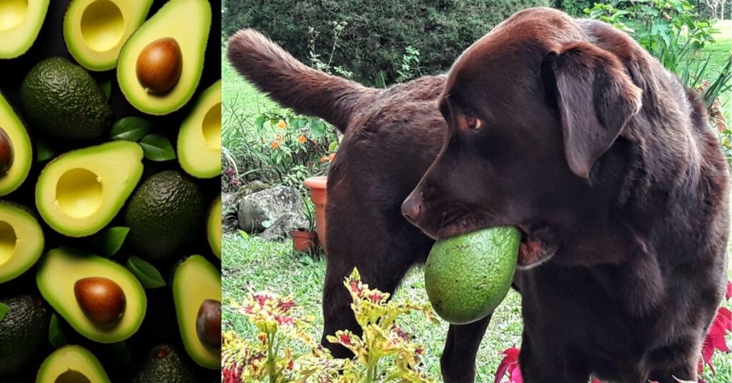 What To Do If My Dog Ate Avocado