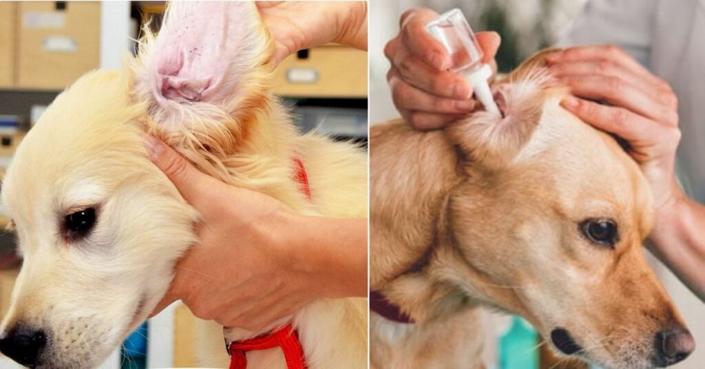 dog-ear-hematomas-signs-treatment-and-prevention