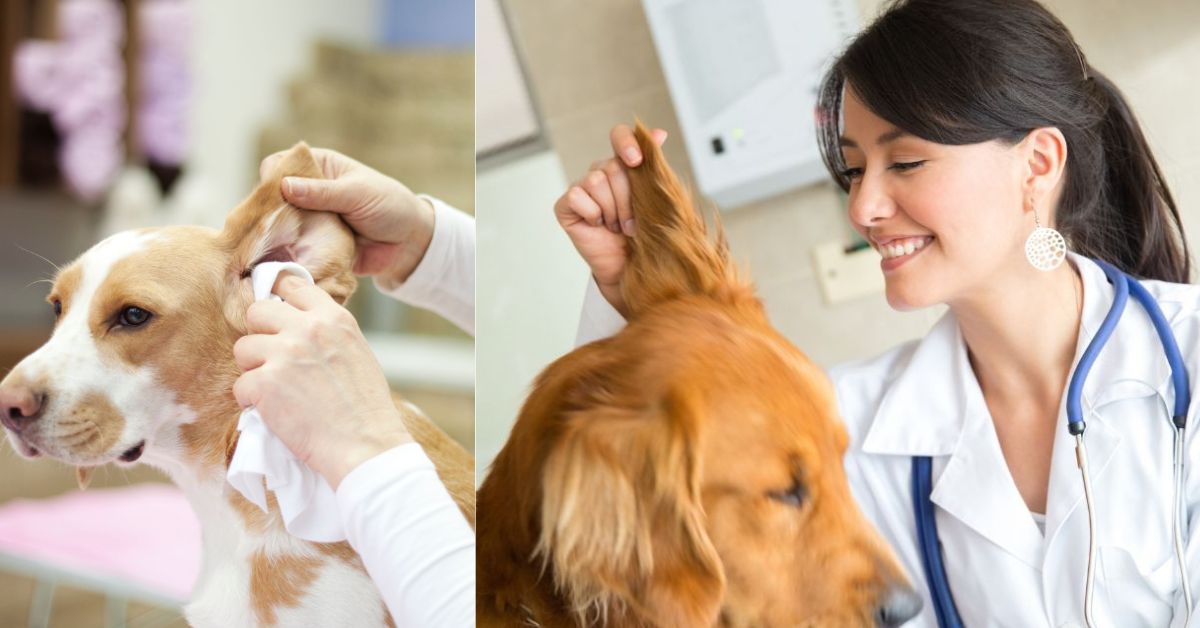 how-to-treat-dog-ear-hematoma