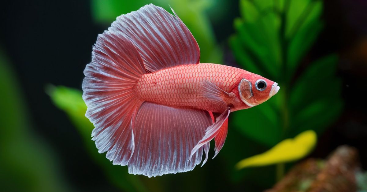 what-to-put-in-a-betta-fish-tank-tips-for-creating-the-perfect-environment