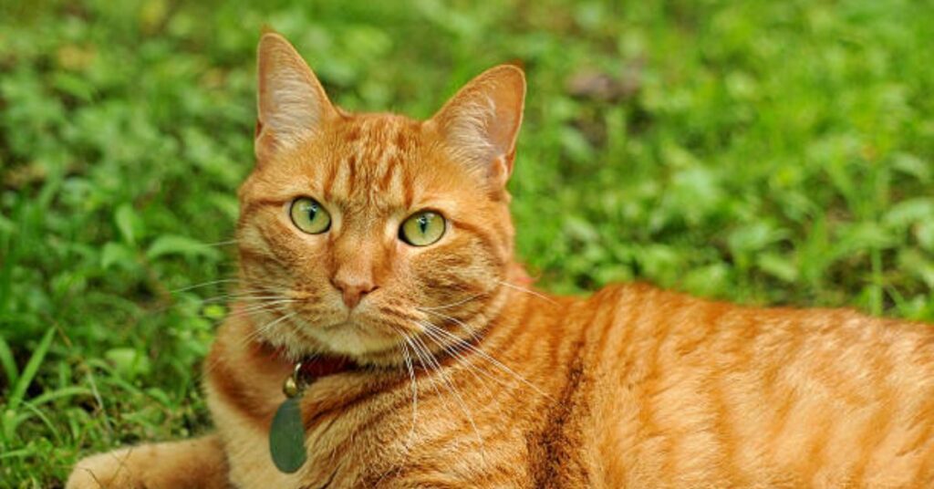 12 Fascinating Facts About Orange Tabby Cats You Need to Know