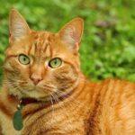 12 Fascinating Facts About Orange Tabby Cats You Need to Know