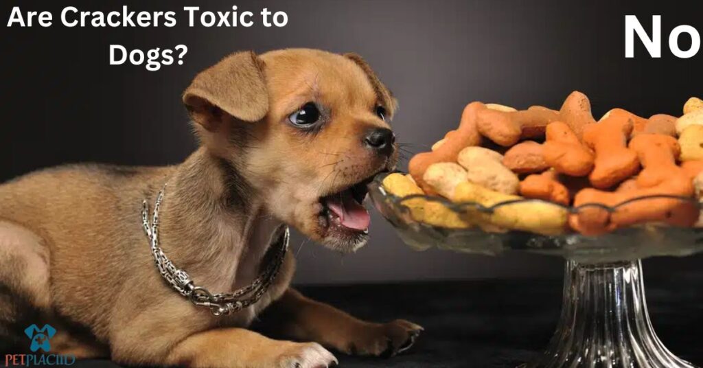 Are Crackers Toxic to Dogs