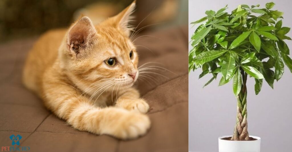 Are Money Trees Toxic to Cats Yes Or No