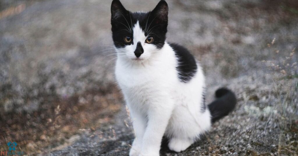 Black and white harlequin cats