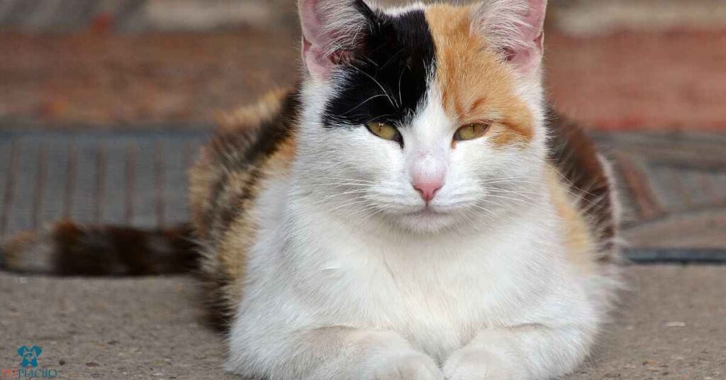 Calico Harlequin Cat