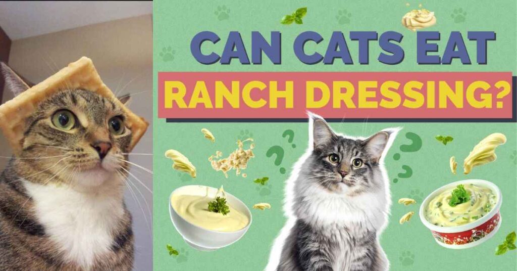 Can Cats Eat Ranch Dressing Everything You Need to Know!