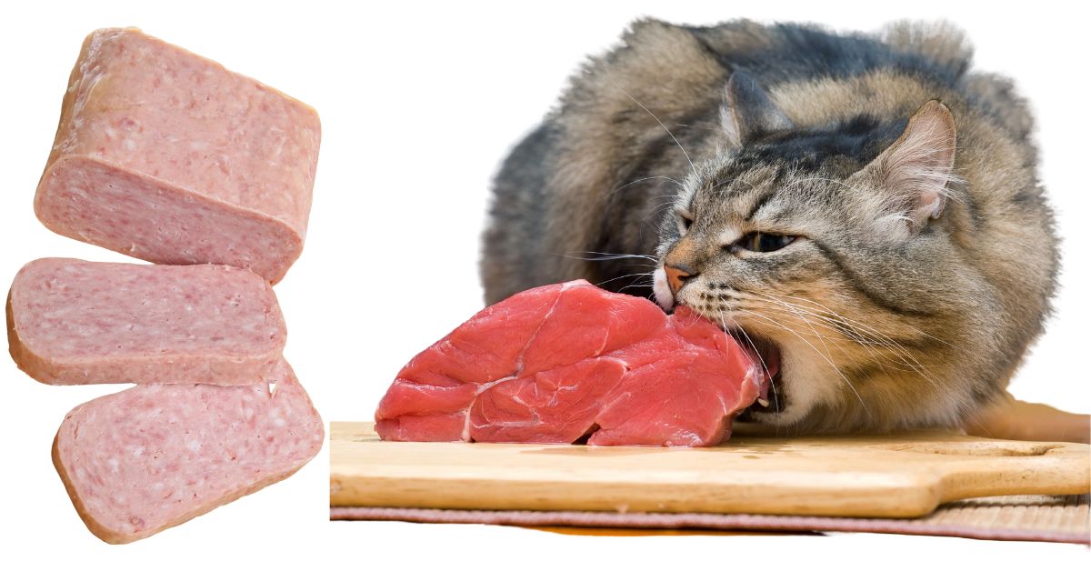 Can Cats Eat Spam The Ultimate Guide