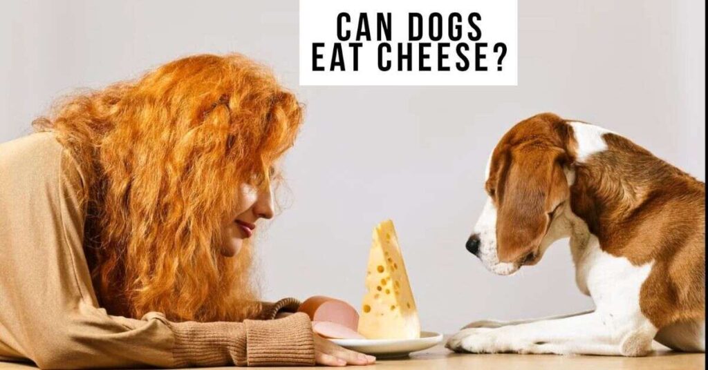 Can Dogs Eat Cheese