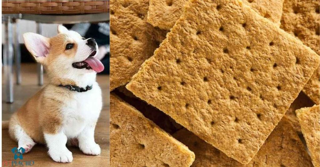 Can Dogs Eat Graham Crackers