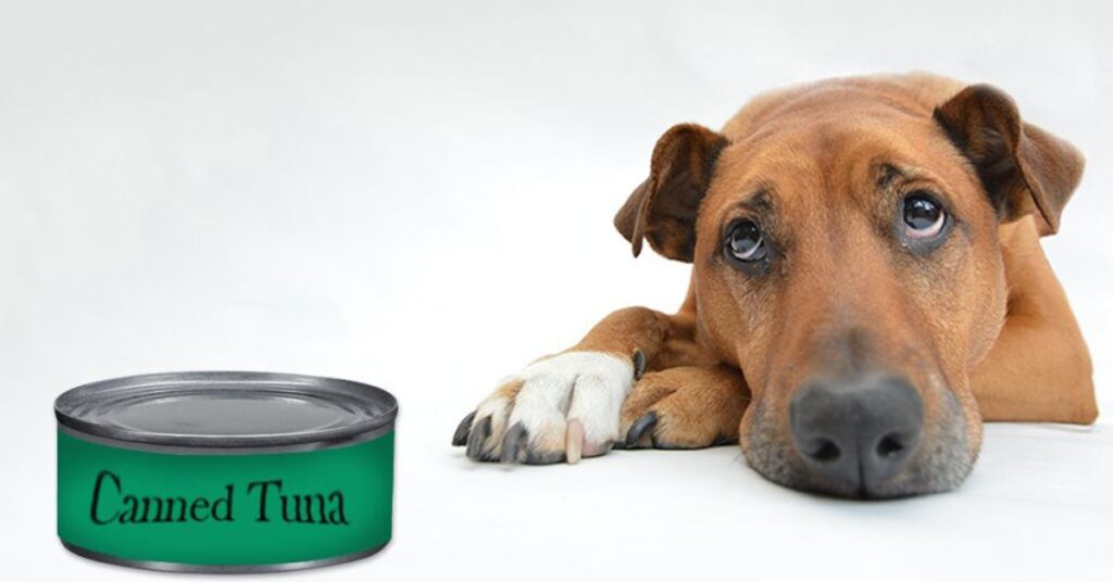 Can Dogs Eat Tuna (Benefits, Risks, and Safety)