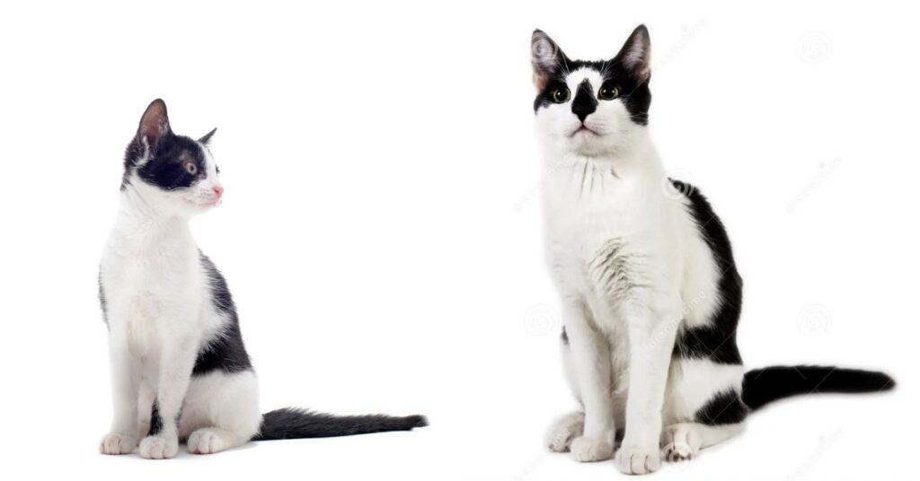 Cat Breed That Can Have a Harlequin Coat Pattern