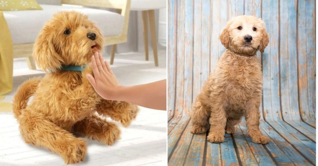 Factors Affecting the Size of a Goldendoodle