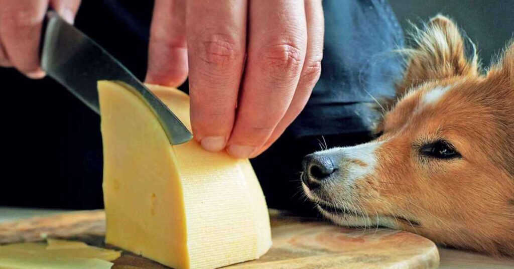 Guidelines for Responsible Cheese Feeding