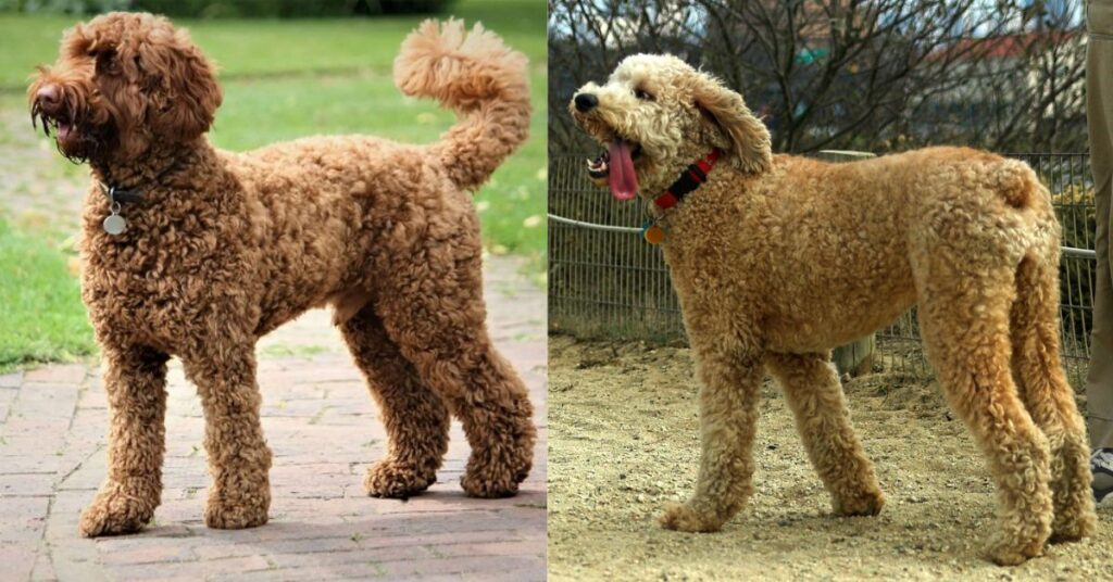 How Big Are Full-Grown Goldendoodles