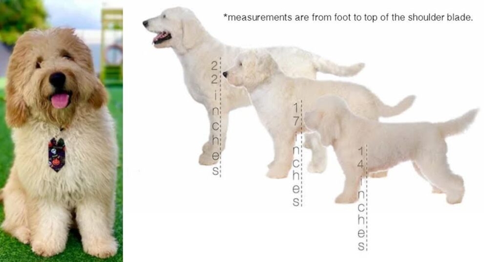 Goldendoodle Size and Growth