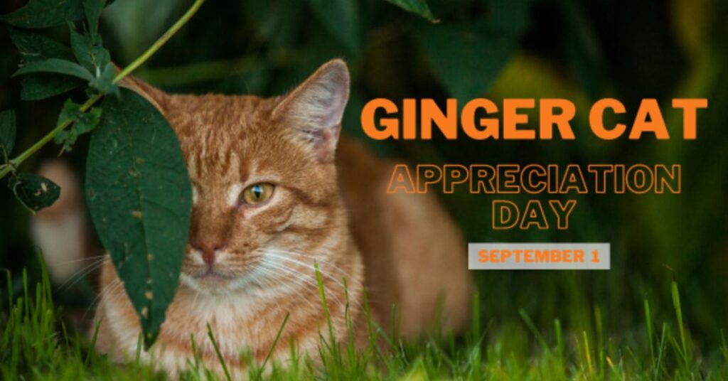 How to Celebrate Ginger Cat Appreciation Day