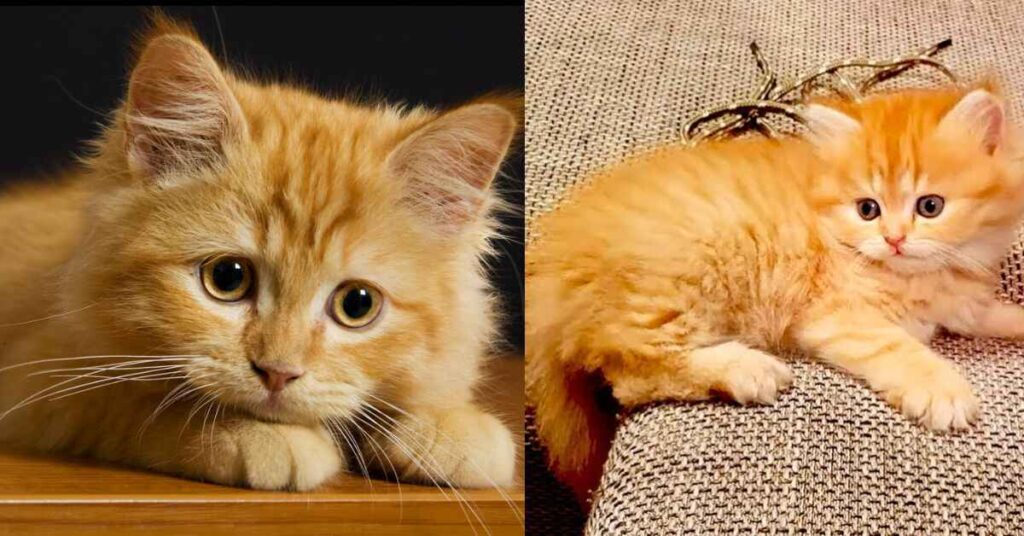 Legendary Orange Kitties Throughout History