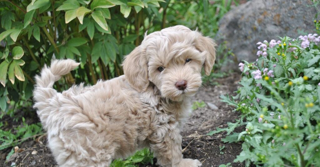 Miniature English Cream Goldendoodle