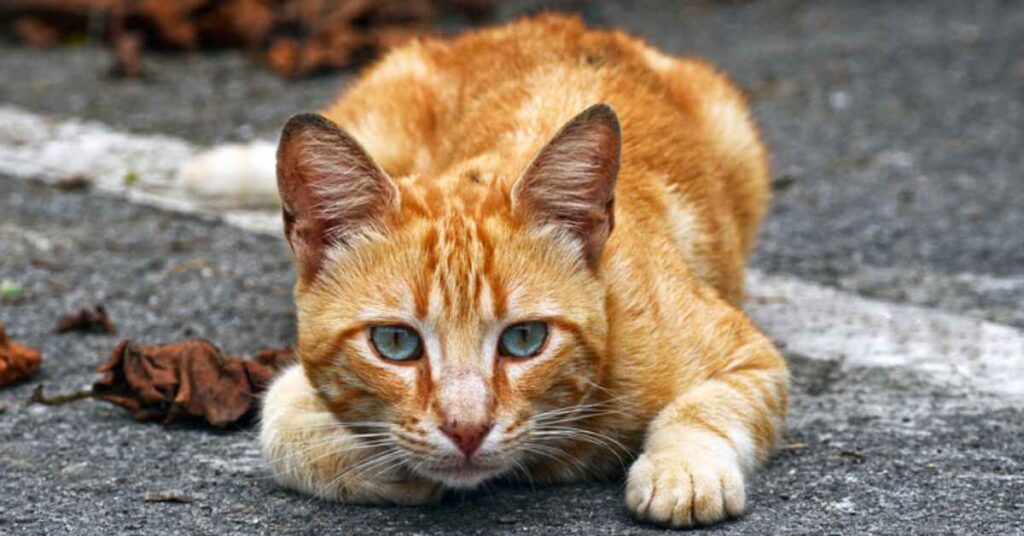 Orange Tabbies Are Not a Specific Cat Breed