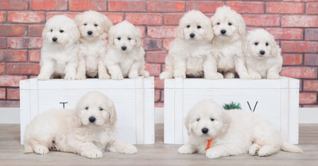 Origins and Heritage of English Cream Goldendoodle