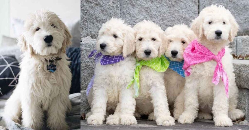 THE ENGLISH CREAM GOLDENDOODLE