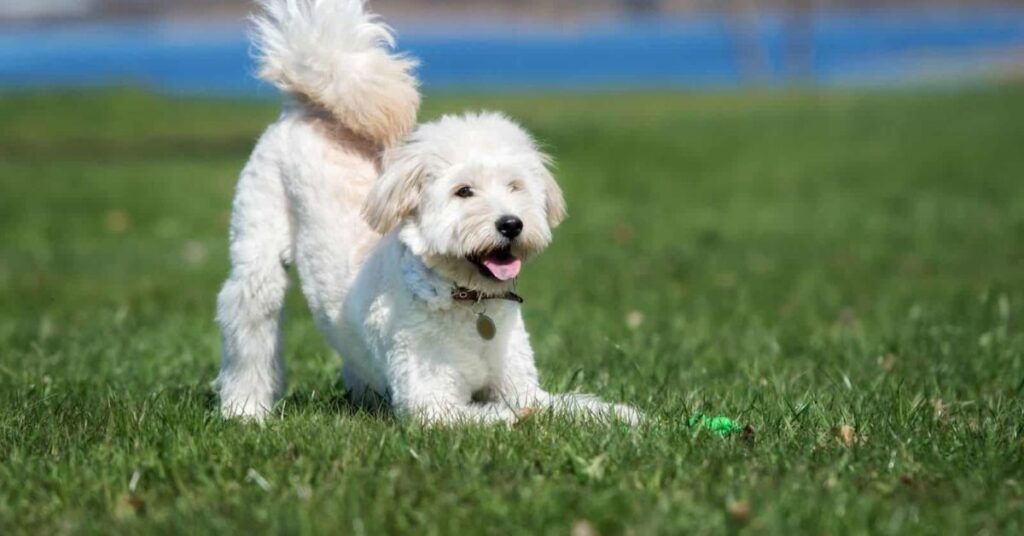 Temperament of the English Cream Goldendoodle