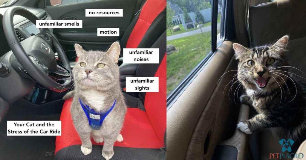 The Anxiety Factor Why Car Rides Can Stress Out Your Cat