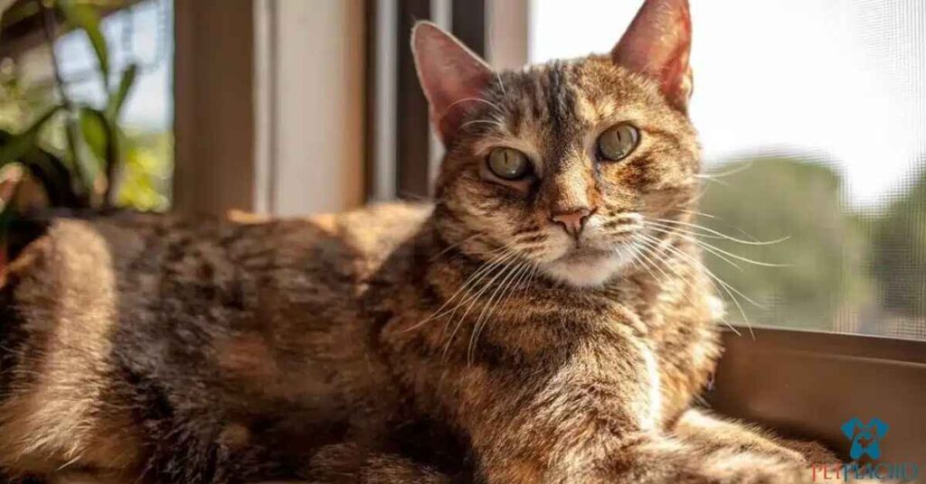 Torbie Cats Explained The Captivating Mix of Tortoiseshell and Tabby