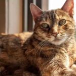 Torbie Cats Explained The Captivating Mix of Tortoiseshell and Tabby