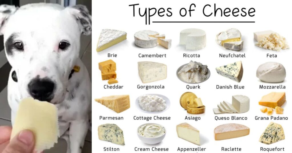 Types of Cheese and Their Suitability for Dogs