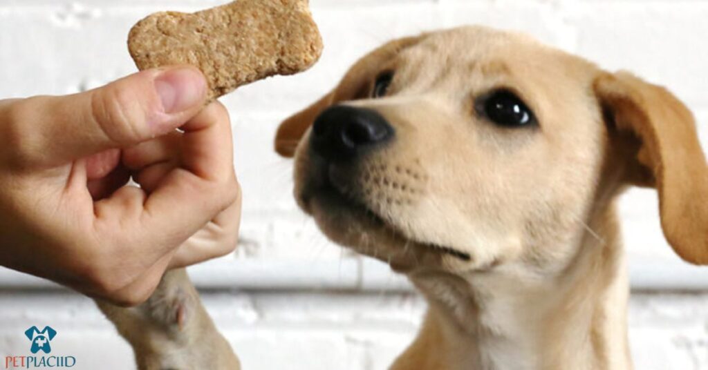 What Dog Treats Should You Give Your Dog