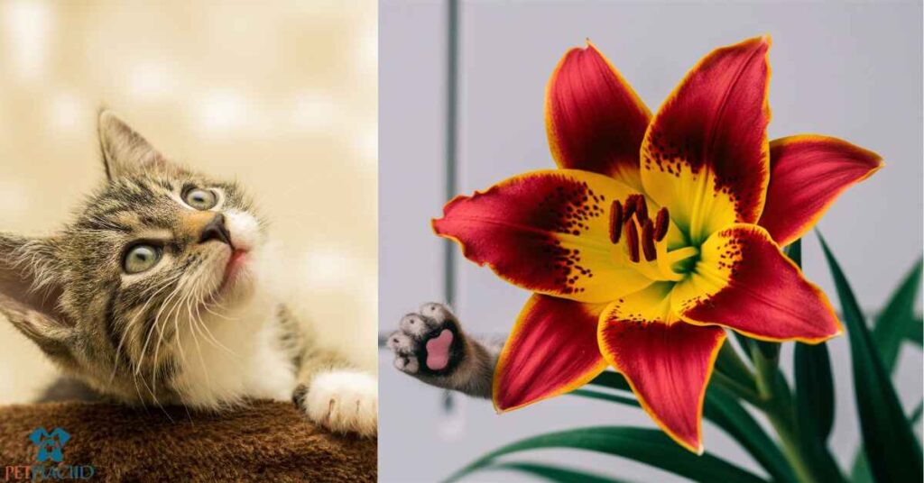 What is the Most Toxic Plant to Cats