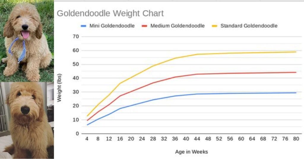 When Do Goldendoodles Stop Growing (1)